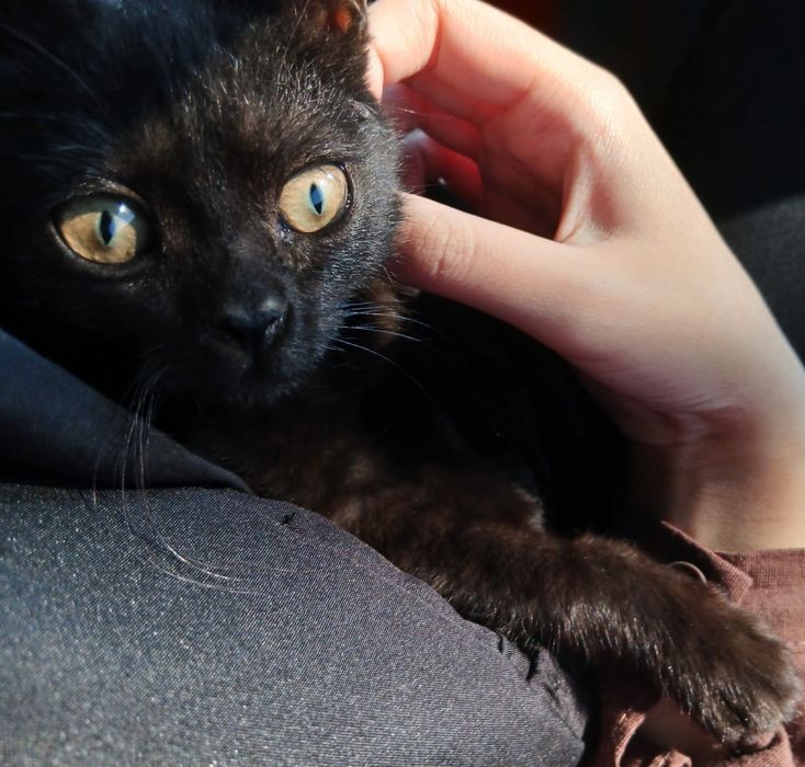 котёнок мальчик.