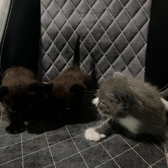 вислоухие котята