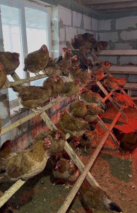 Инкубационные яйца Кучинский