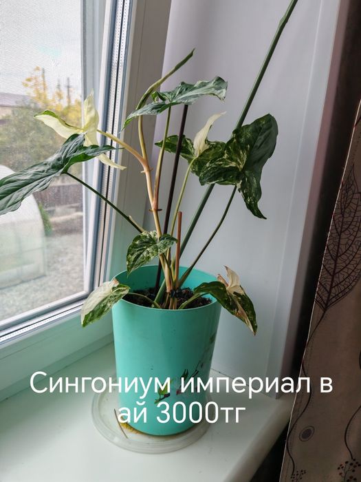 Сингониум Империал вайт