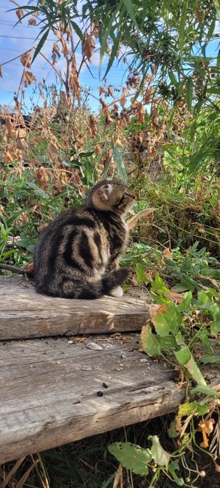 Отдам котёнка в добрые руки