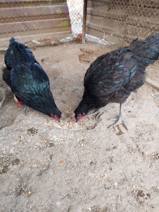 Гигант тауық сатылады