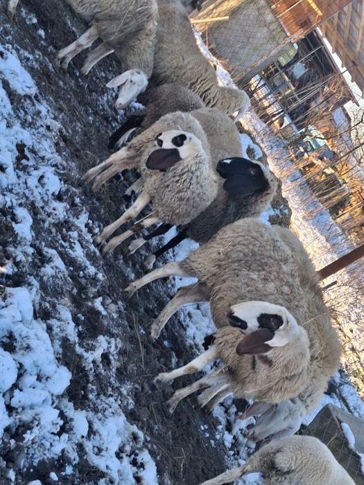 Vând  oi  de vanzare