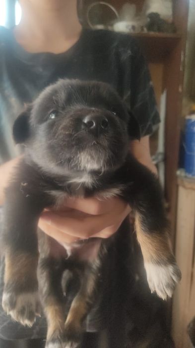 Отдам щенков дворняжек