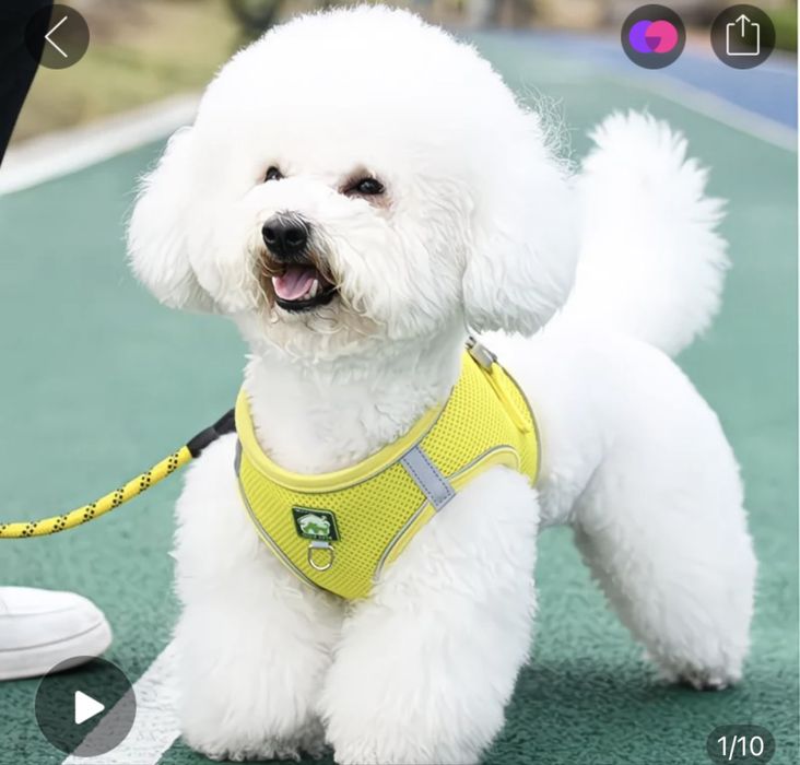 Поводок в наличии