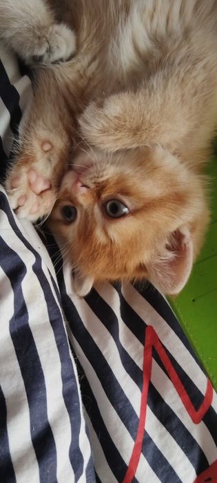 Разкошни златни клепоухи шотландчета