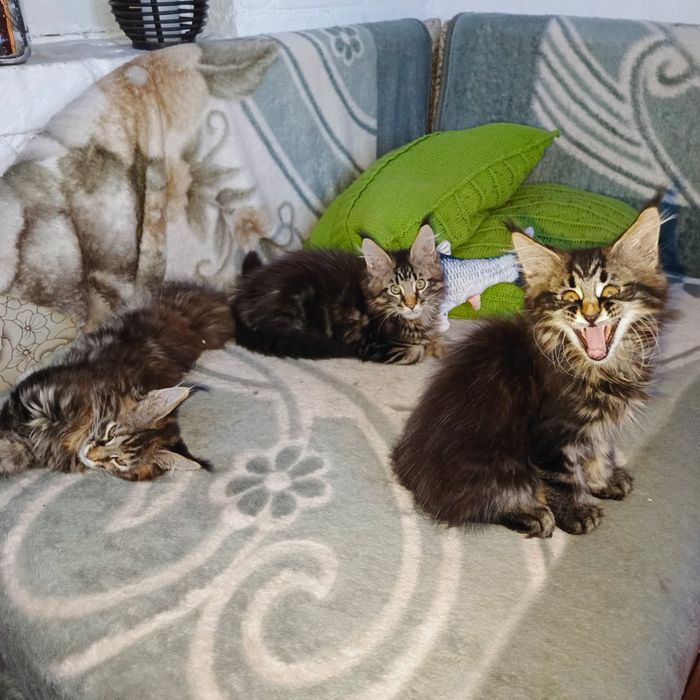 Котята Мейн Куны