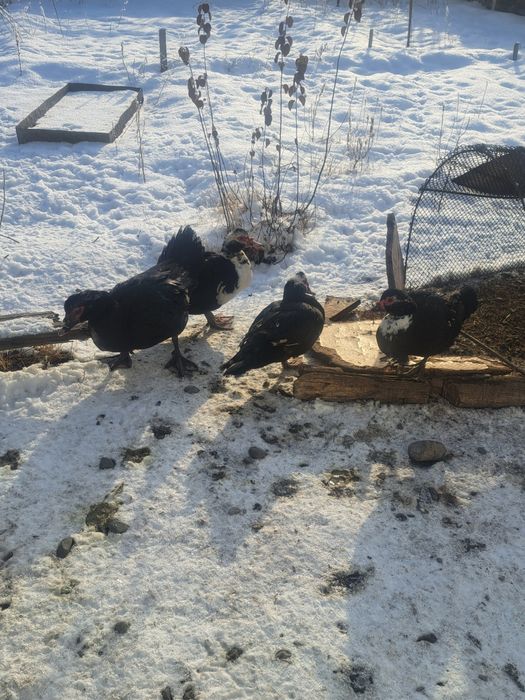 Продам индоуток.