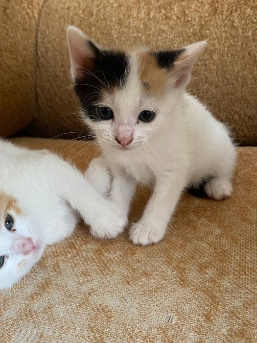 Котята в хорошие рукм