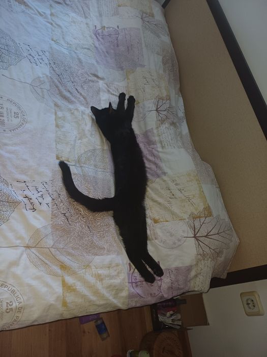 Подарявам котки- британка и обикновена порода