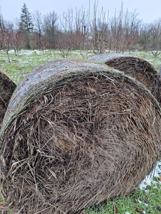 Vand Baloti Lucerna Coasa 1