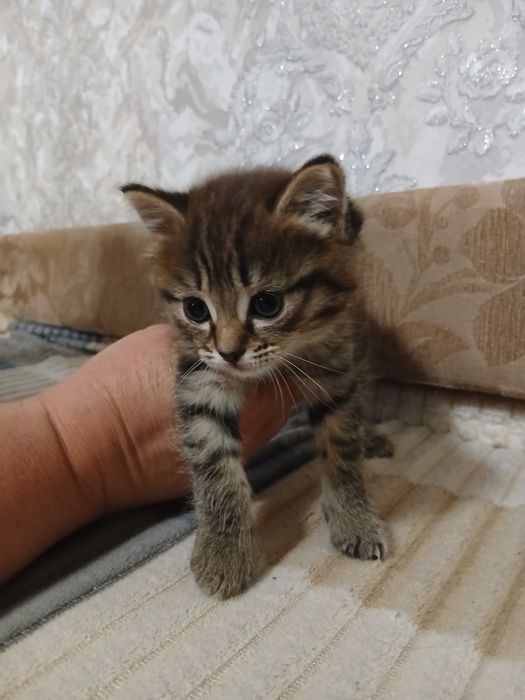 Отдам  котёнка  ,девочка в добрые руки