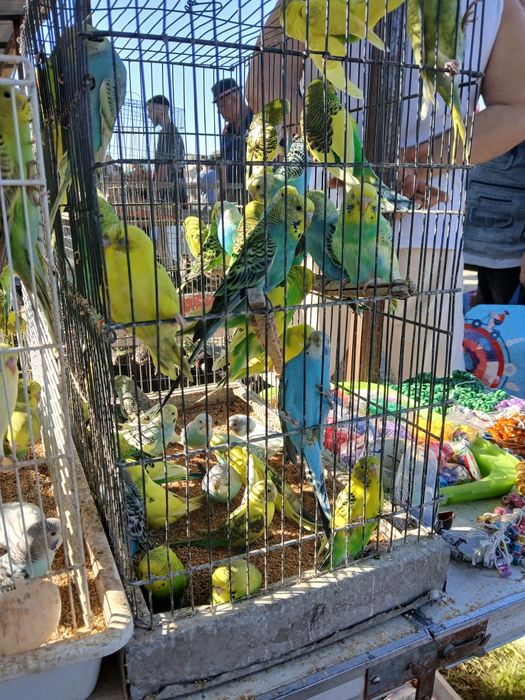 Vând   papagali  peruși  ,nimfe, micul Alexandru  pui inelati 2025