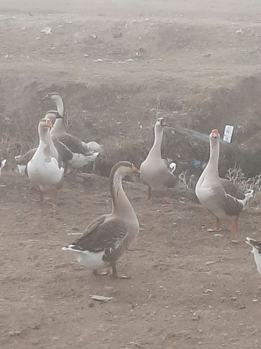 Гуси и молодняк мартовский