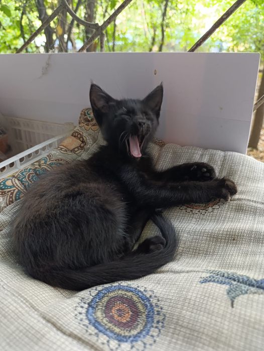 Котята в добрые руки пацаны