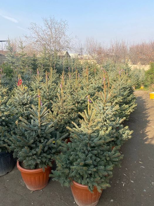 Галубой йел полша