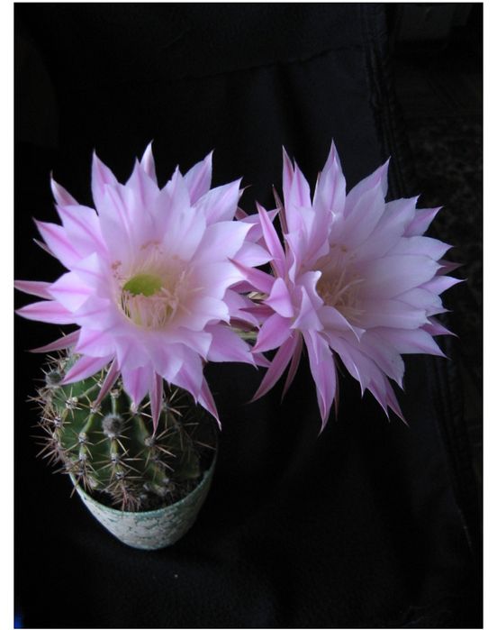 Комнатные цветы. Кактусы.