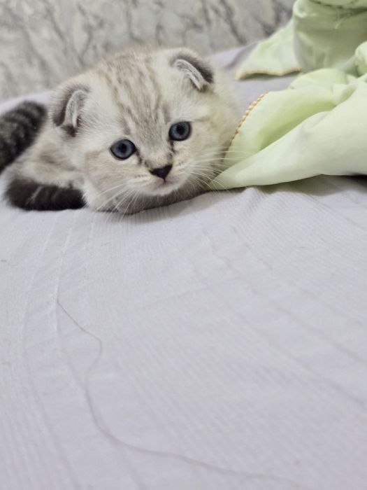 Продается породистый котенок скотиш фолд мальчик