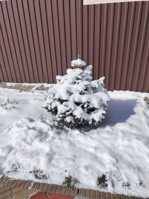 Ёлки 4 штук большие