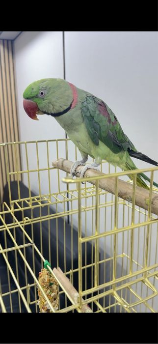 говорящий попугай