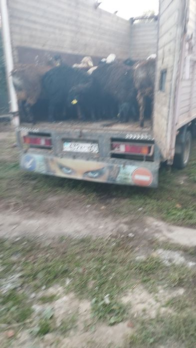 Кой Бараны Кой Кои баран