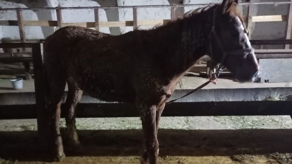 семиз тай сатылады