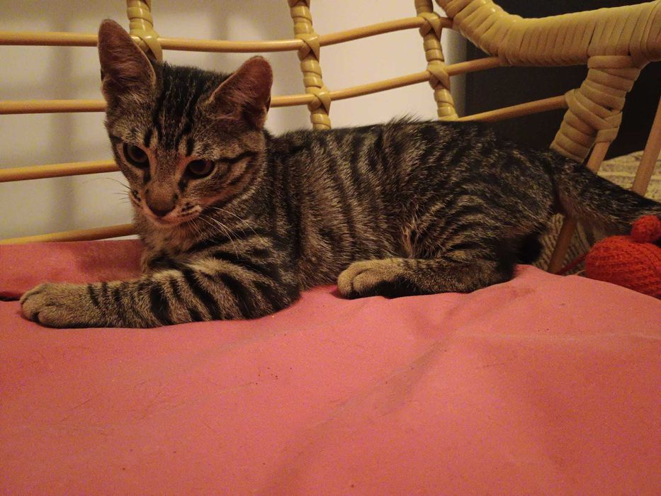 Dau pentru adoptie pui pisica tigrata