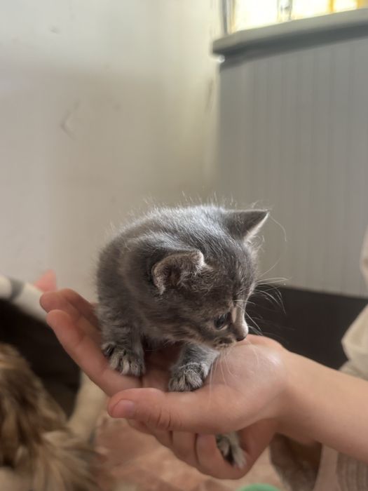 Котики маленкие даром