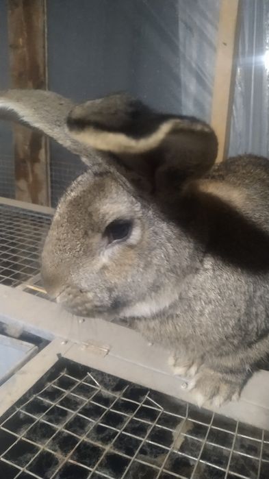 Quyon va quyon bolalari sotiladi