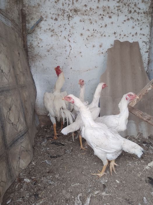 О Шамо Ташкент. Чистокровные