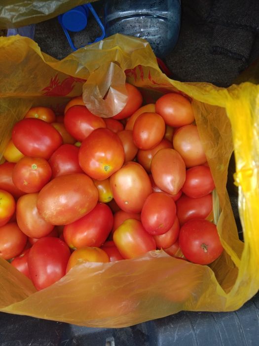 Продам домашний помидоры