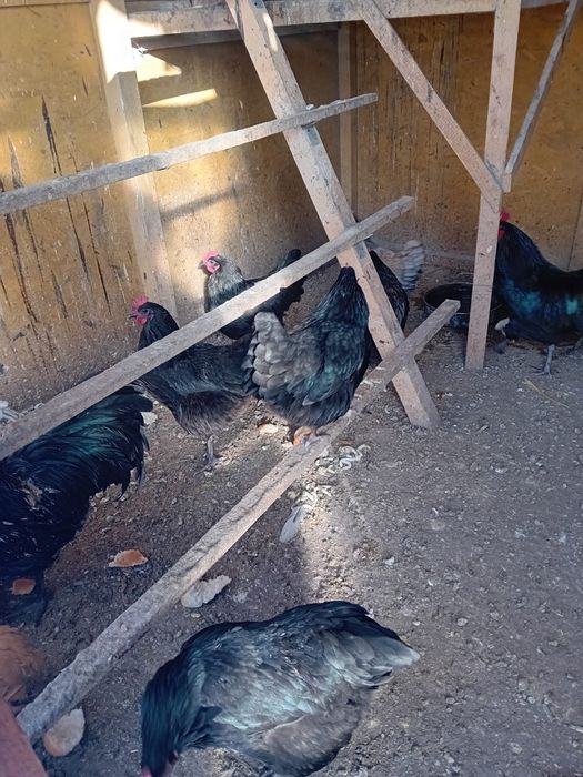 Pui Australorp  de vanzare