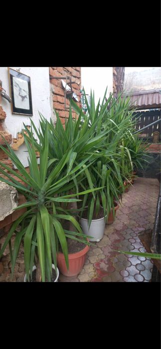 Продажба на Палми! Цена по договаряне!