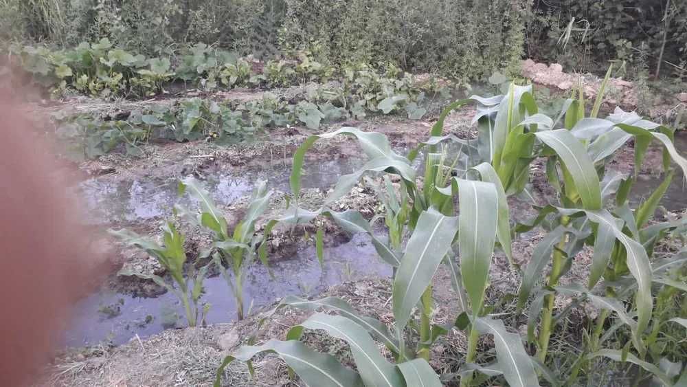 Сабалақ. өте әдемі қунарлы жер.