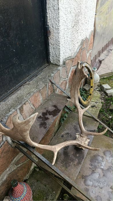Рога от лопатар кравешки тога на чифт костенурка черепи на крава кукерски маски НАЙ-ДОБРОТО КАЧЕСТВО