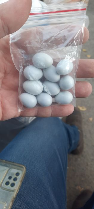 Пластмасовые яйца для канареек