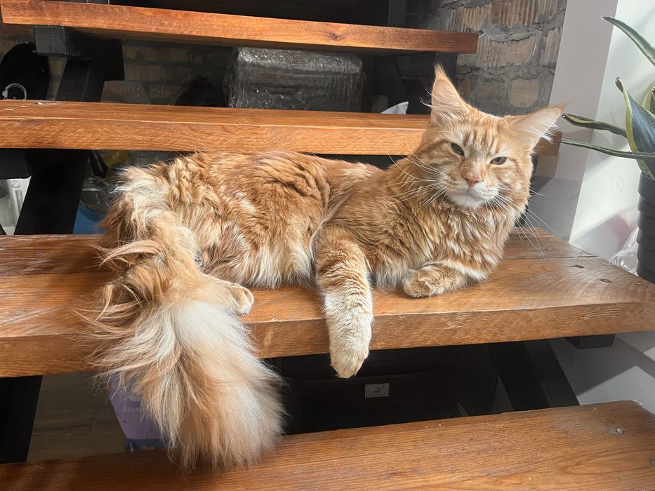 Отдадим кота мэйнкуна