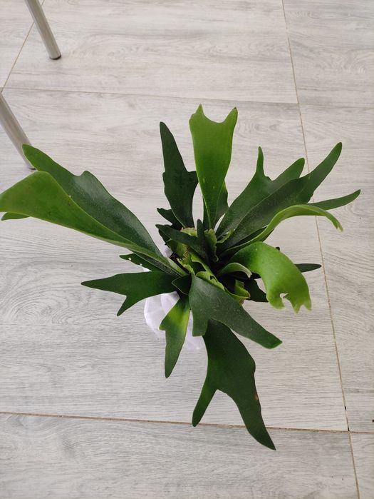 Платице́риум, или «Оле́ний рог»