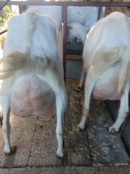 Vând capre bune de lapte