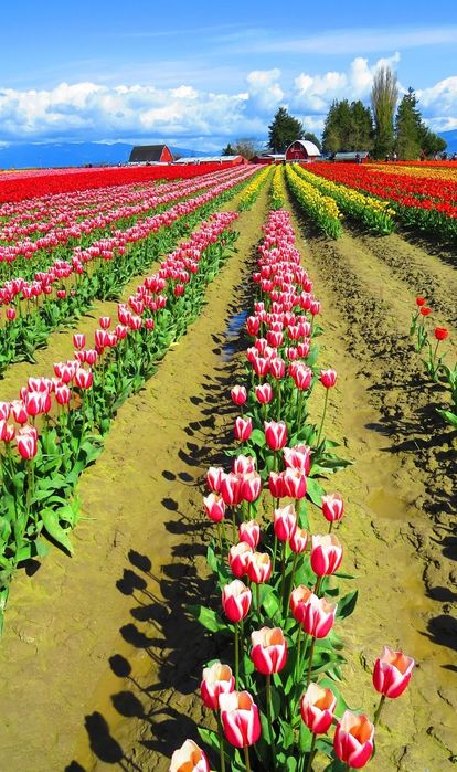 Луковицы тюльпаны акция