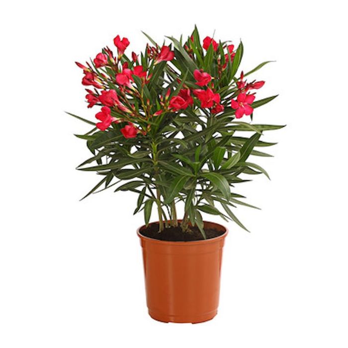 Leandru ( avem toate culorile in stoc )