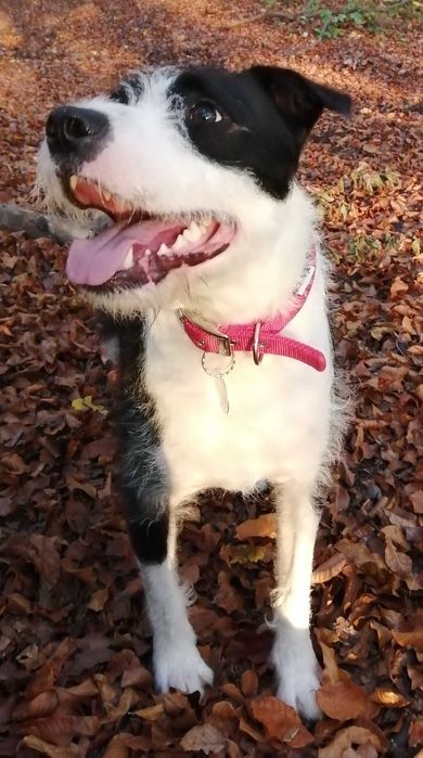 Ofer spre adoptie metis de Amstaff