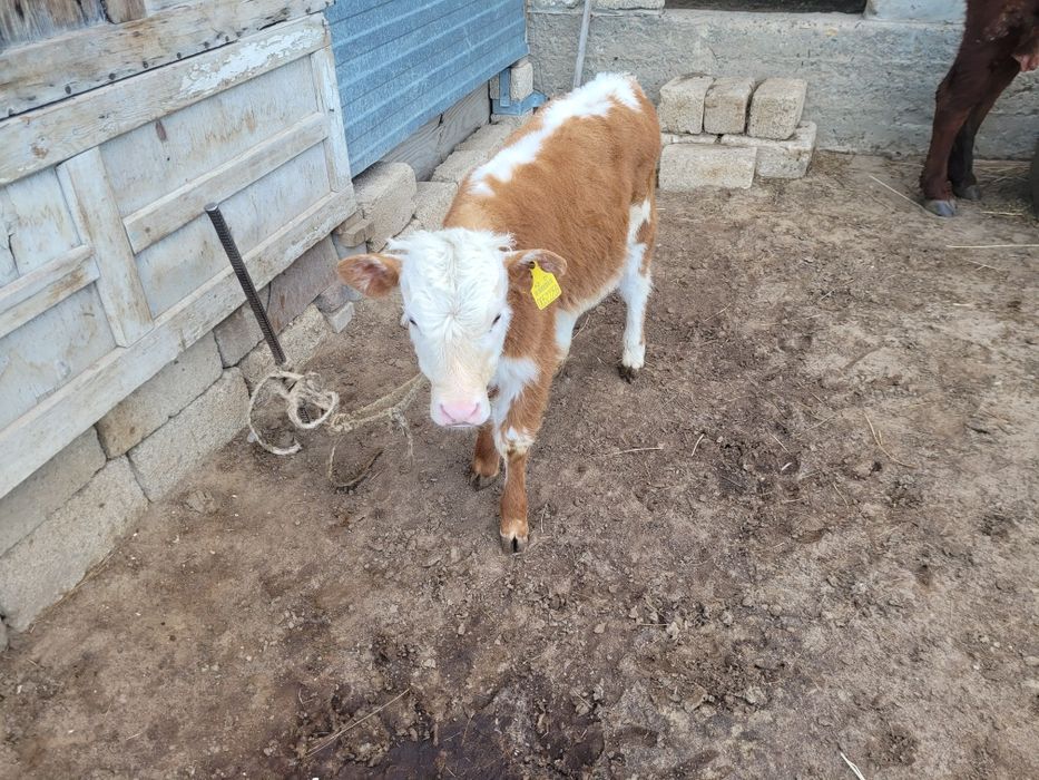 Сатылатын бұзаулар