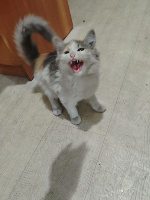 Котята в хорошие руки, две девочки