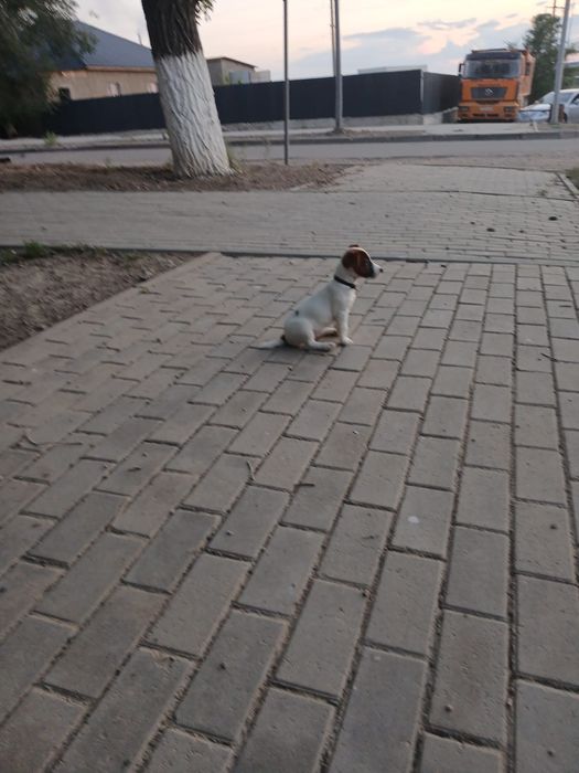Щенок Джек Рассел Терьер