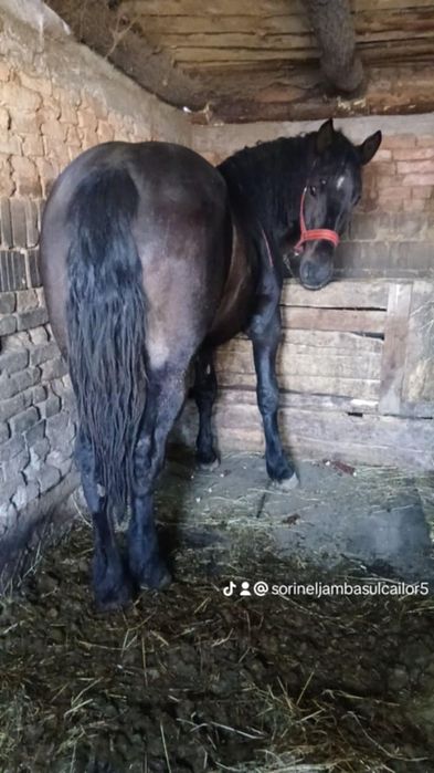 Vind minza de un an și 8 luni