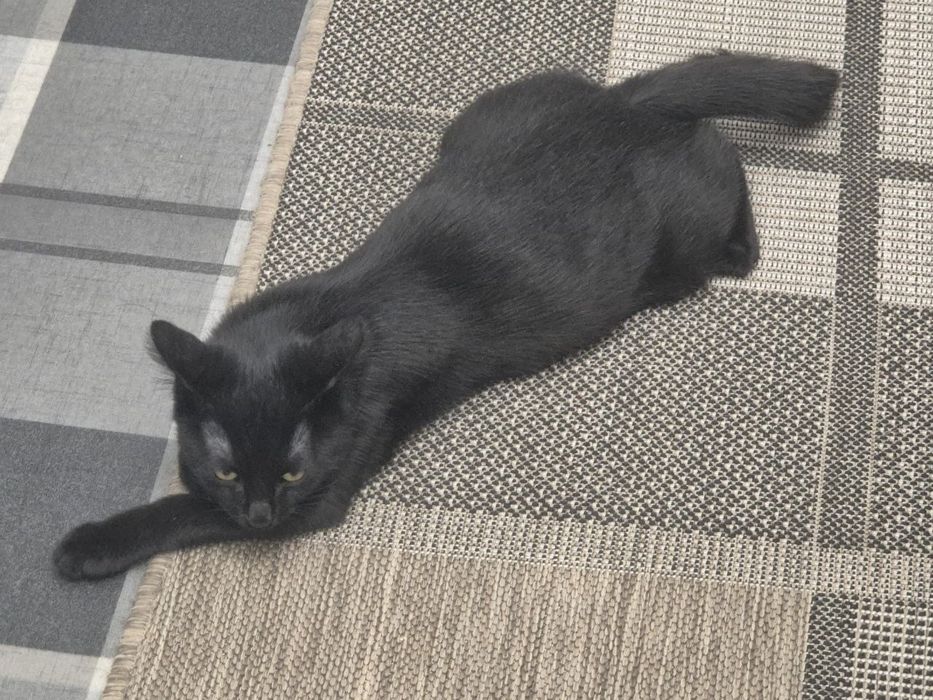 Отдаем кота, в добрые руки