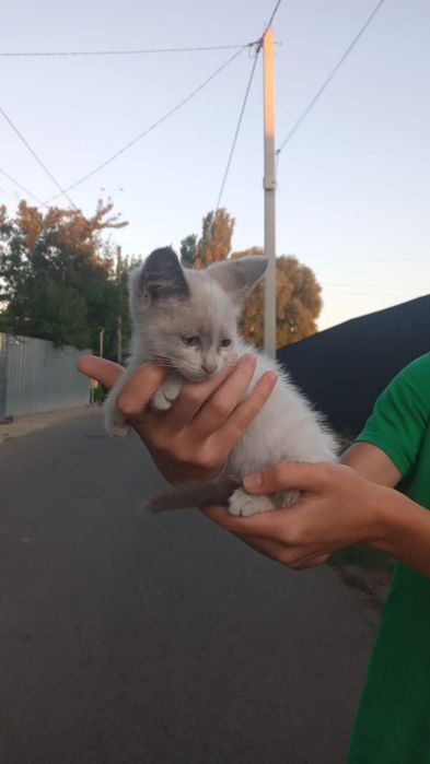Отдам котёнка в добрые руки