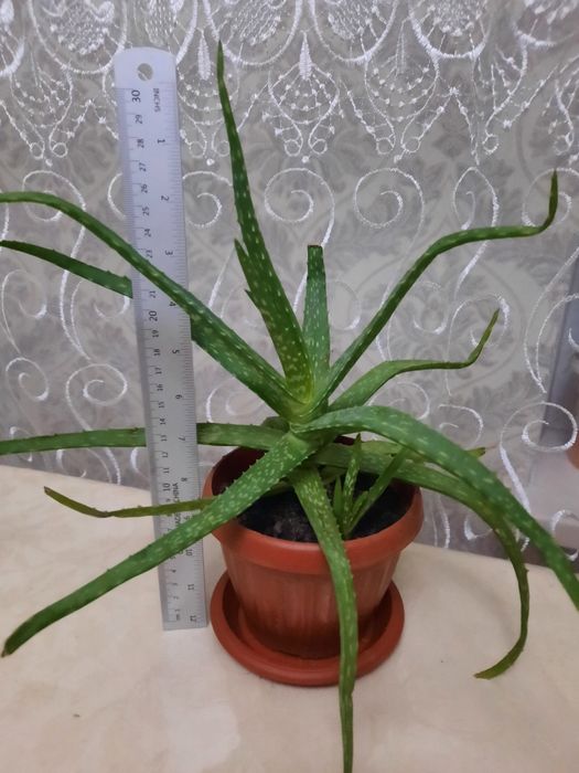 Алое вера к/ цветы.