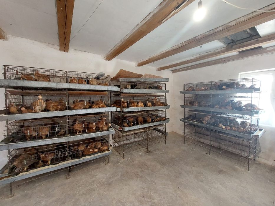 Vindem pui mixti și puicute de oua